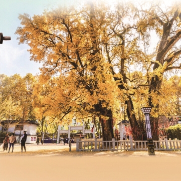 《洛阳市历史文化名城保护规划(2021—2035)》 顺利通过部级评审